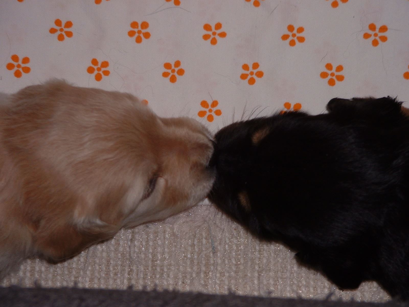 L-Wurf aus dem Emsland